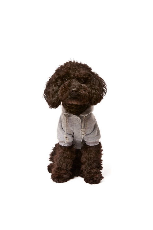 Diesel Pet-scotto Gris