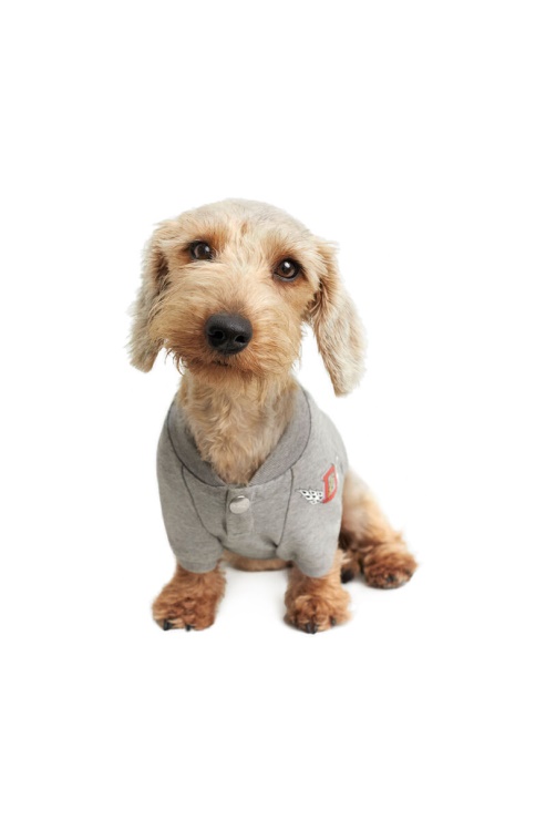 Gris Pet-loup-gris Diesel