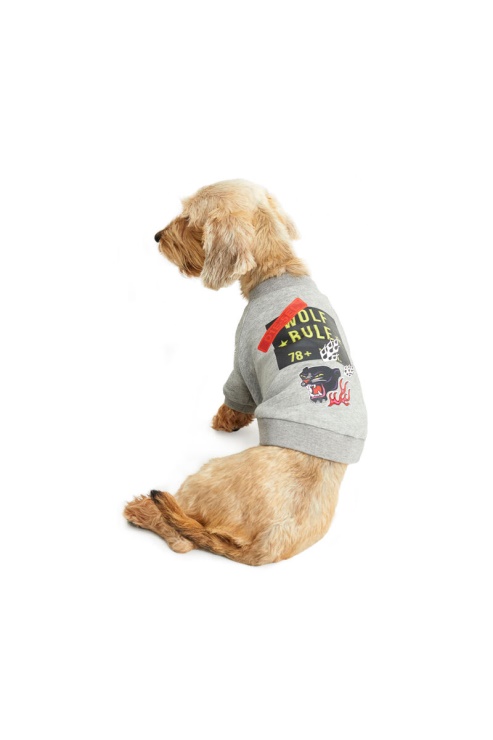 Gris Pet-loup-gris Diesel