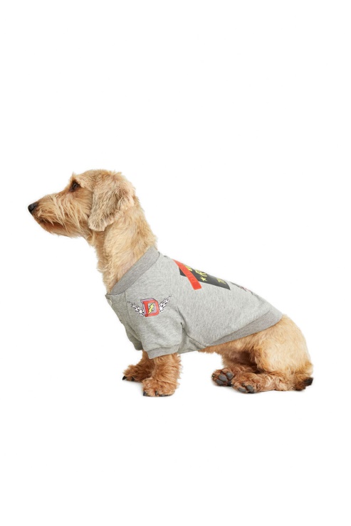 Gris Pet-loup-gris Diesel