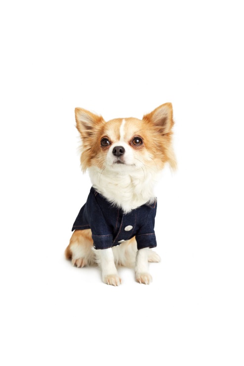 Pet-flames Diesel Bleu Foncé